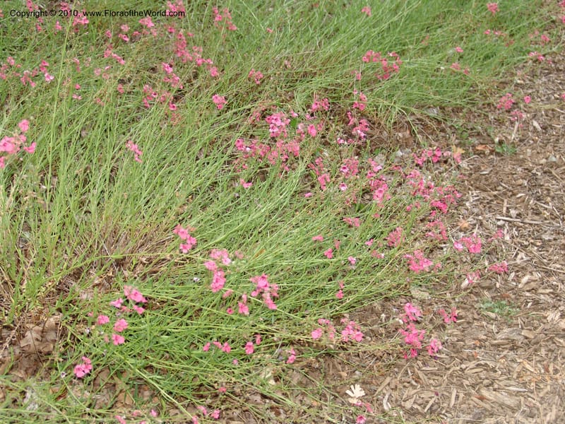 Diascia integerrima--CA. McConnell Arboretum, Redding. 4 Jun 07. 183.jpg