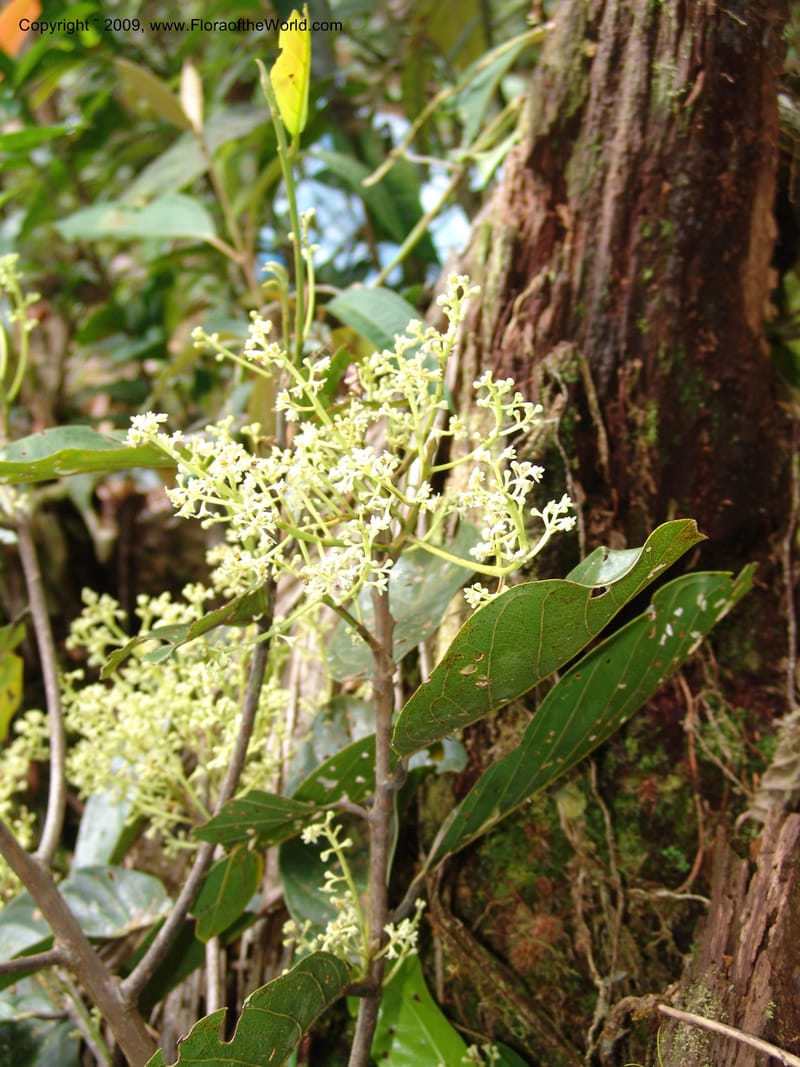 Nectandra, DNeill15914--Ecuador. Prv. Zam. Ch. C del Condor. Wawaime plot. 22 Sep 07. 380.jpg