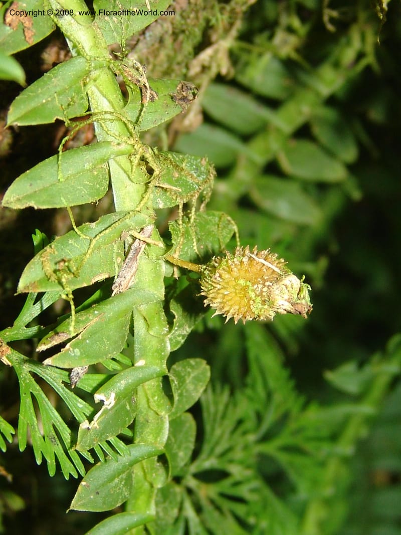 Dichaea, not coll.--Mexico. Chiapas. Res. Biosf. El Triunfo. Trail NW along stream. 9 Nov 04. 011.jpg