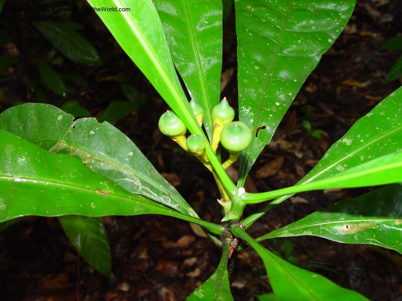 Potalia amara, JSmith4124--Fr. Guiana. Treson Res. Nat. 12 Mch 02.  001.jpg
