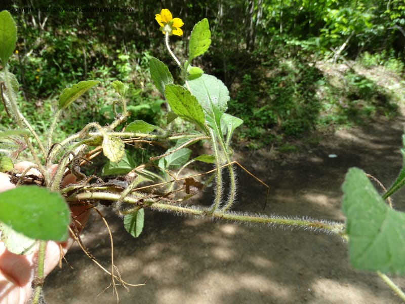 Chrysogonum virginianum, Davidson, C 13044--South Carolina. Oconee Co. Brasstown Cr. 19 May 2015. DSC06413 (40).JPG