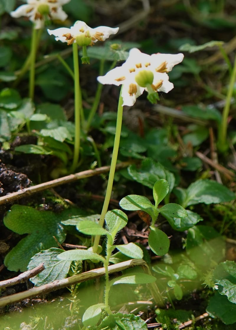 Moneses uniflora, C. Davidson 14039--ID. Valley Co. Sylvan Cr. Payette Lake. 31 July 2019. DSC01112 (5).JPG