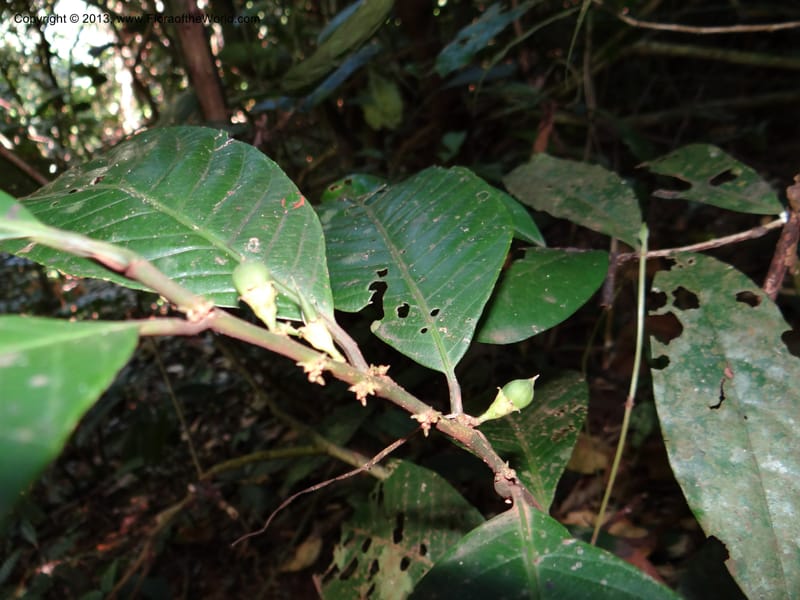 Rinorea, VC 5620--Thailand. Surat Thani Prov. Khlong Phanom Nat. Park. 15 Nov 2012. DSC09389 (233).JPG