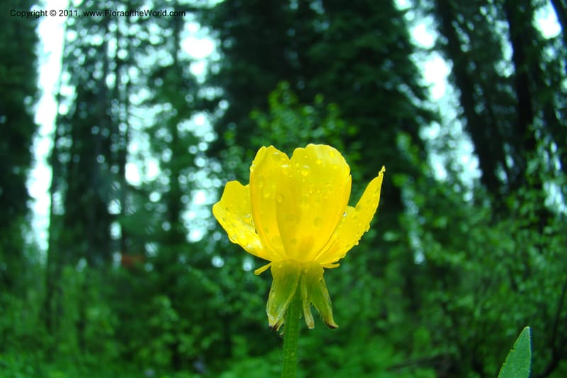 Ranunculus, C. Davidson 11402--Idaho. Adams Co. Smokey Boulder Rd. 6 June 2009. 006.jpg
