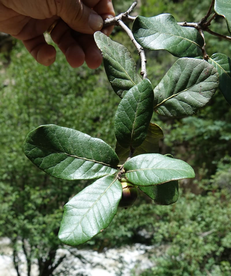 Quercus, C. Davidson 13759--China. Sichuan. Yibailingba-gou. 12 Aug 2017. DSC04660 (393).JPG