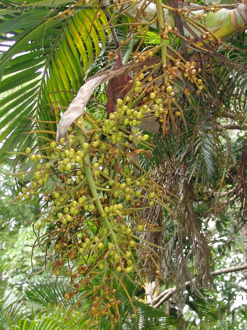Chrysalidocarpus lucubensis--So. Africa. Durban Bot. Garden. 14 Mch 05. 137.jpg