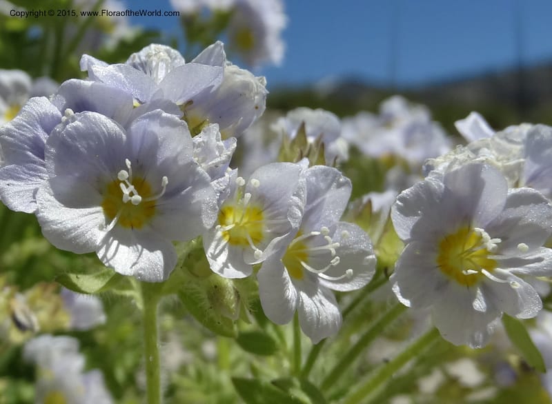 Polemonium pulcherrimum, Davidson, C 12552--Idaho. Valley Co. FS Rd. 431. 1 Jul 2014. DSC09329 (3).JPG