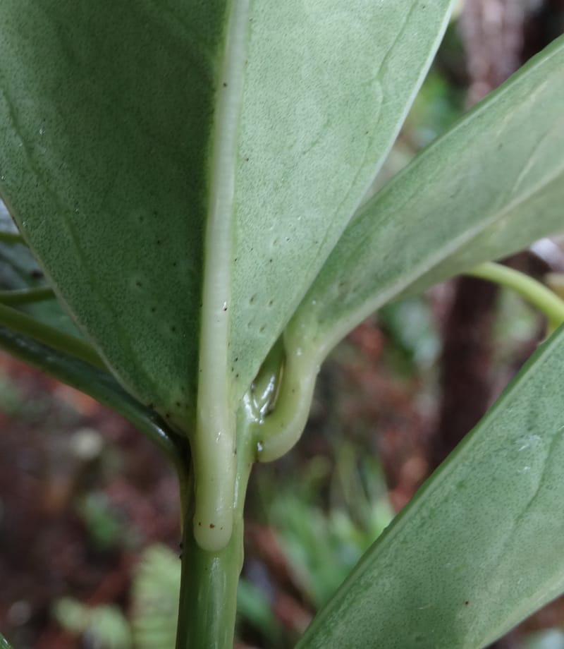 Oxera crassifolia, Munzinger, J 7429--New Caledonia. Mont Humboldt. 14 Nov 2015. DSC02401 (275).JPG