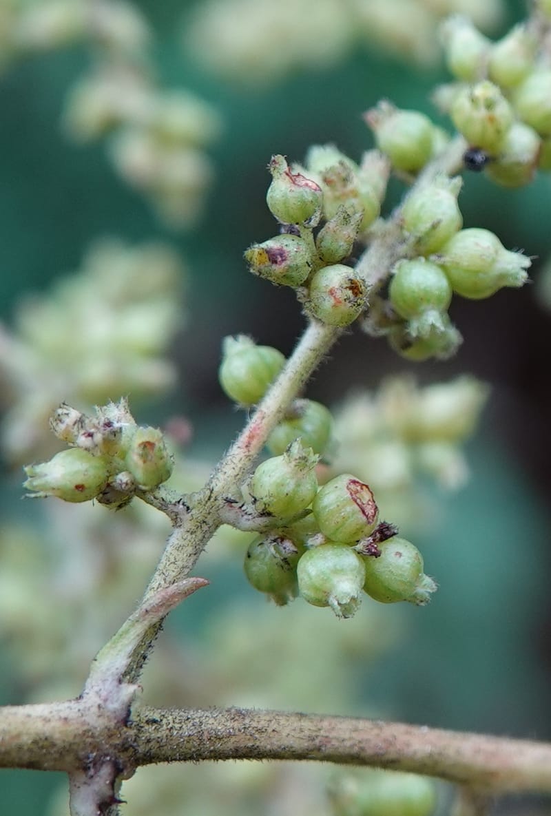 Wendlandia ligustrina, D. Boufford 44129--China. Yunnan. Meizi Lake Park. 3 May 2018. DSC01424 (250).JPG