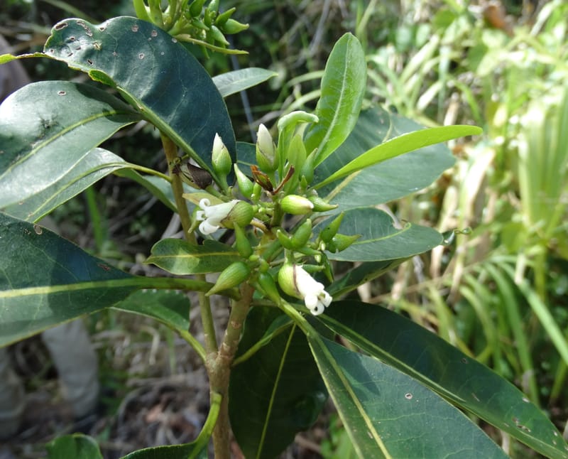 Pittosporum, Lowry, P 7341--Fiji. Vesidrua Vill. 5 Nov 2015. DSC09215 (106).JPG