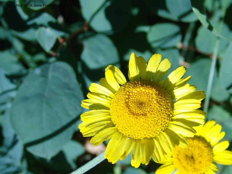 Anthemis tinctoria--ID. Valley Co. Sylvan Beach, Reservoir trail. 13 Aug 05. 062.jpg
