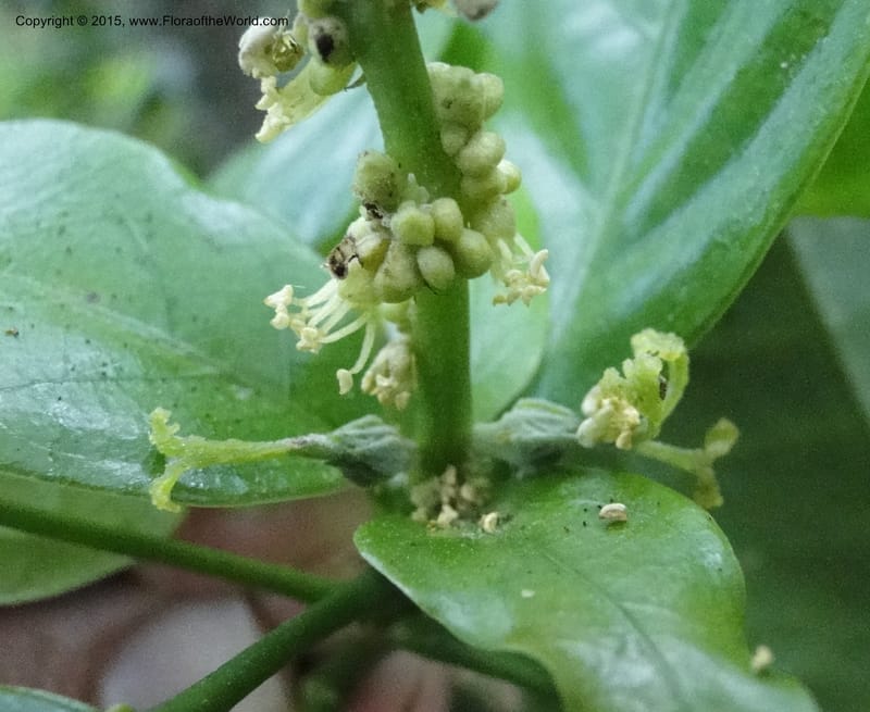 Cleidion, Regalado 1838--Viet Nam. Bach Maa. 9 May 2011. 058 (10).jpg
