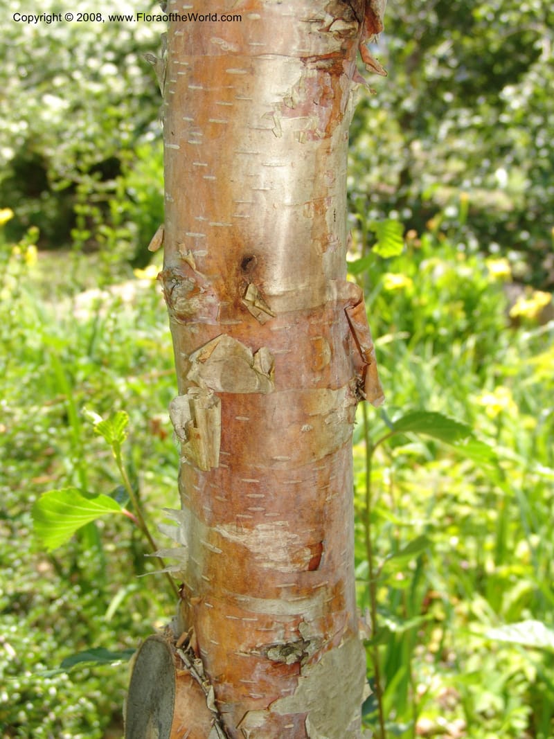 Betula utilis, 92.358--CA. Quarryhill Bot. Garden, Glen Ellen. 1 Jun 07. 096.jpg