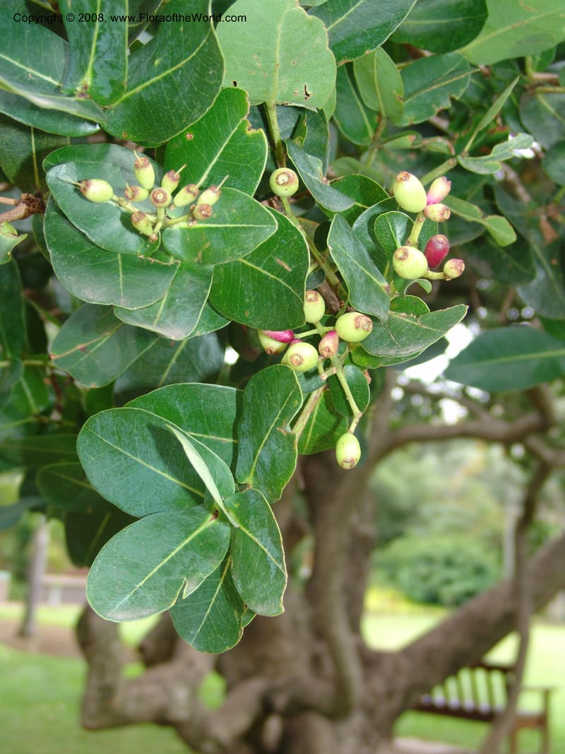 Syzygium cordatum--So. Africa. Durban Bot. Garden. 14 Mch 05. 075.jpg