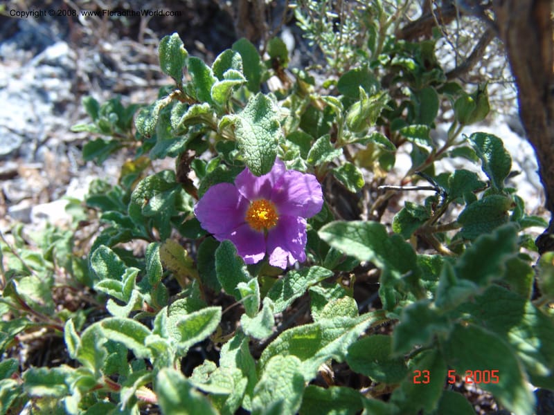 Cistus creticus--Crete. Ep. Kydonia. Akrotiri. Trail Gouvernetos . 23 May 05. 012.jpg