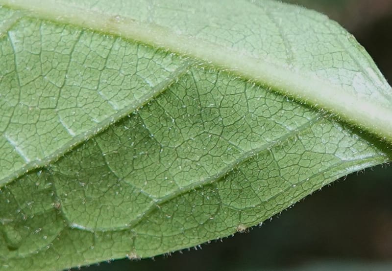 Aporosa dioica, D. Boufford 44137--China. Yunnan. Pu Wen to Da Du Gang on G213. 4 May 2018. DSC01724 (184).JPG