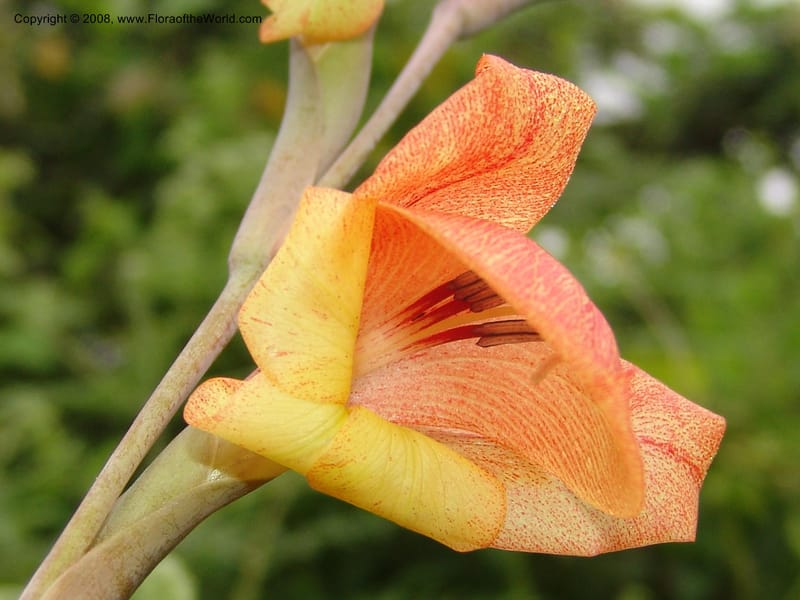Gladiolus dalenii, R.Gereua6836--Tanz. Mzelezi For. Res.  Mahenge-Sali. 15 Feb 06. 026.jpg