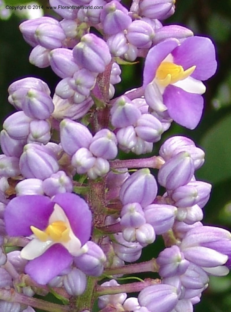 Dichorisandra  thyrsiflora--So. Africa. Durban Bot. Gard. B1C.jpg