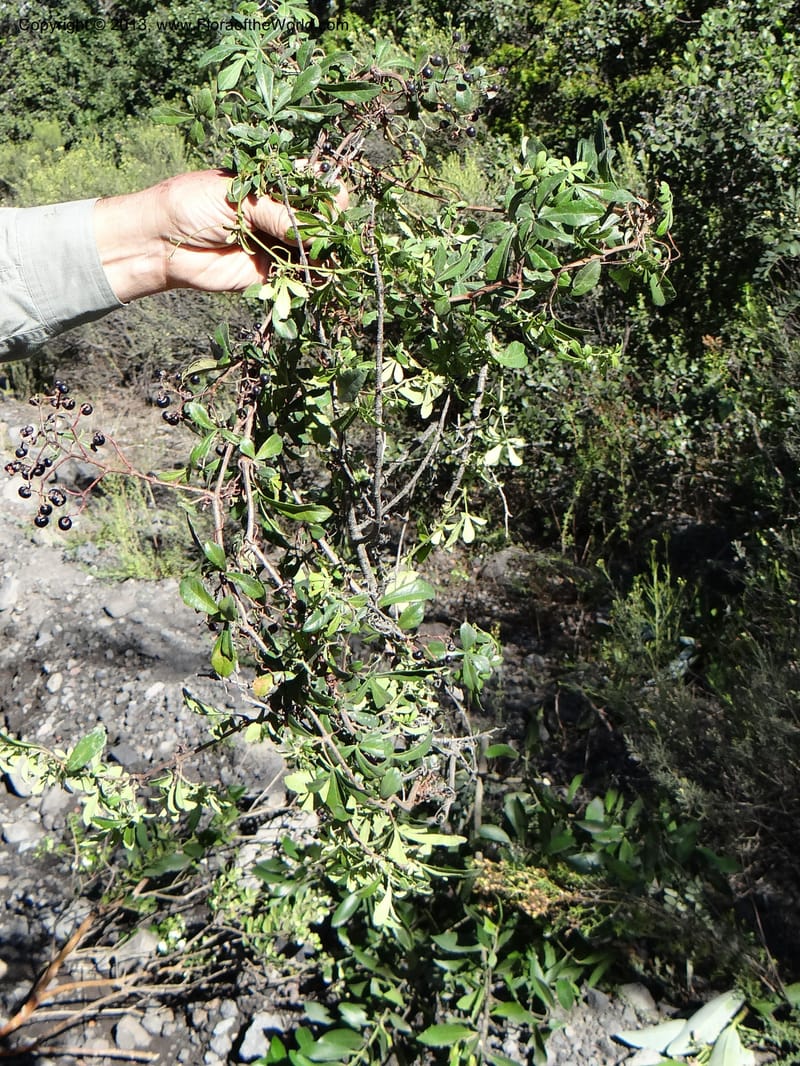 Cissus striata, W. D. Stevens 34100--Chile, Puente Polcura, 17 Feb 2013 8710 (18).JPG