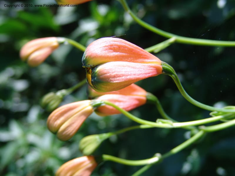 Bomarea--Ecuador. Jardin Botanico de Guayaquil. 20 Mar 06. 093.jpg