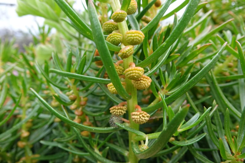 Gyrostemon sheathii, Davidson, C 13515--Australia. W.A. Torndirrup N.P. Frenchman Bay Rd. 30 Oct 2016. DSC06898 (6).JPG