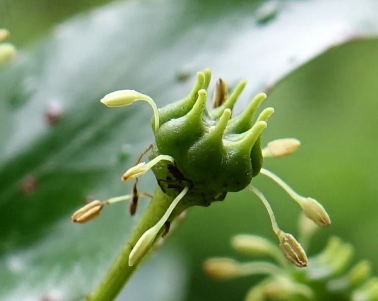 Trochodendron aralioides, Tseng Yu-Hsin 1327--Taiwan. Taroko Nat. Park. Mt. Bilu Trail. 21 May 2016.  (17).JPG
