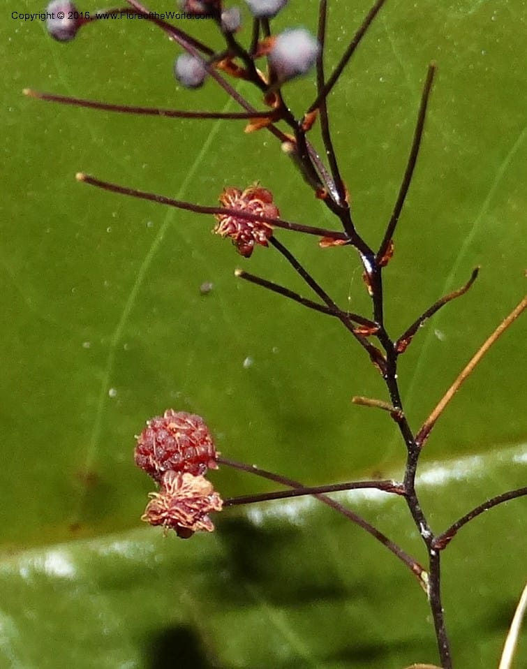 Sciaphila, Davidson, C 12754--Sabah. Hampuan FR. 13 Oct 2014. DSC04689 (87).JPG