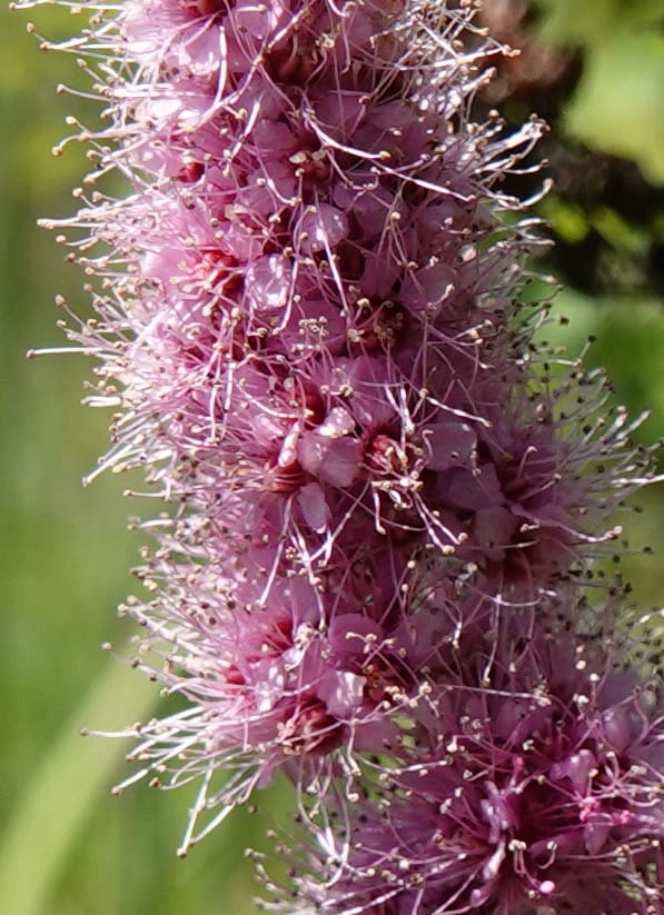 Spiraea douglasii var. menziesii, C. Davidson 13807--ID. Benewah Co. St. Joe R. Rd. Turtle Lake. 8 Jul 2018. DSC05829 (59).JPG