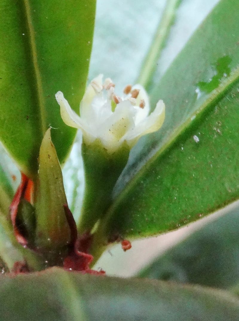Erythroxylum, Lowry, P 7413--New Caledonia, Plage de Pindai. 18 Nov 2015. DSC03633 (93).JPG