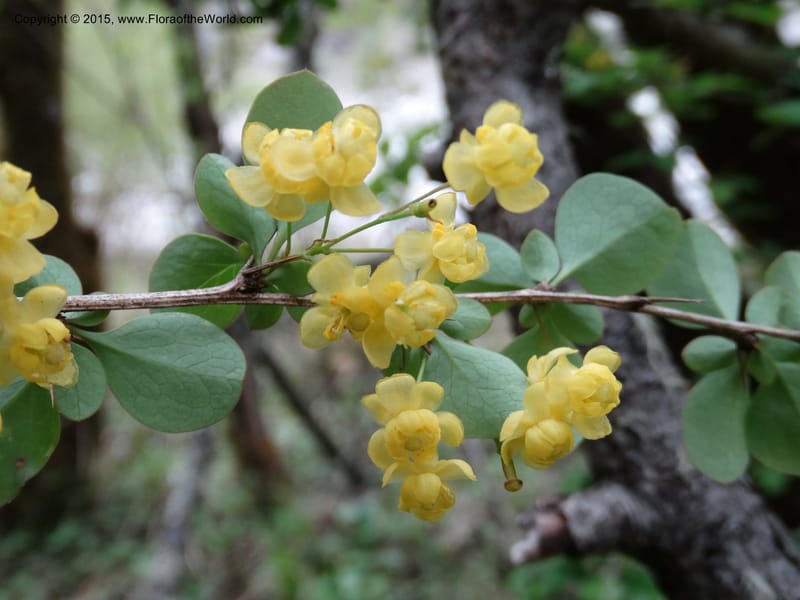 Berberis, Boufford, D 43610--China. Sichuan. ShaShiDuo. 8 May 2014. DSC04232 (213).JPG