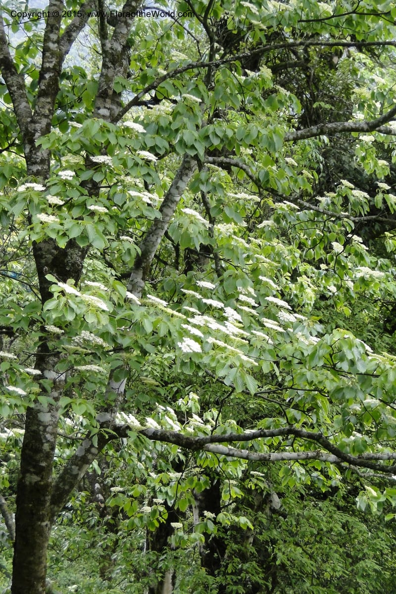 Cornus, Regalado 1829--Viet Nam. O-Quy-Ho Commune. 6 May 2011. 116 (3).jpg