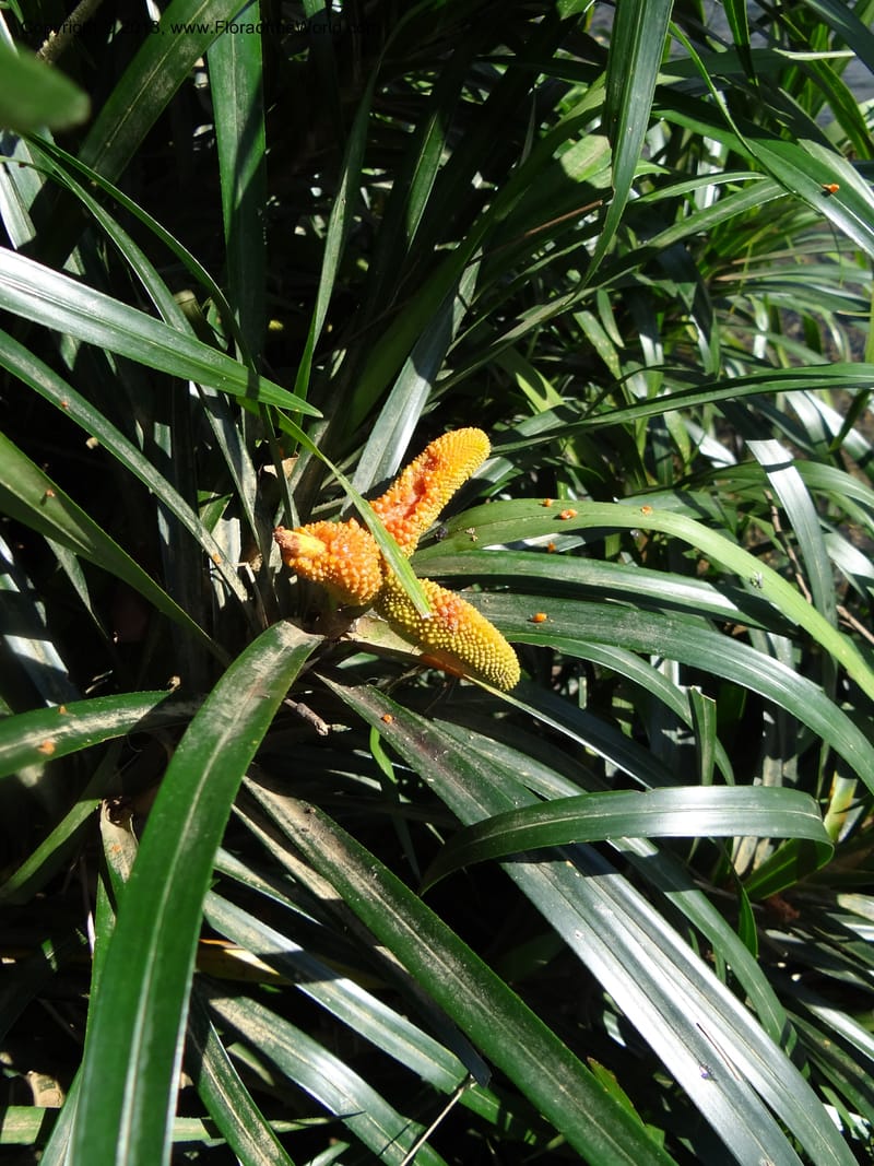 Freycinetia robinsonii var. meijeri, Callmander 1031--Malaysia. Sabah. Tahan Niaga Plantation. 8 Apr 2012. DSC07609 (36).JPG