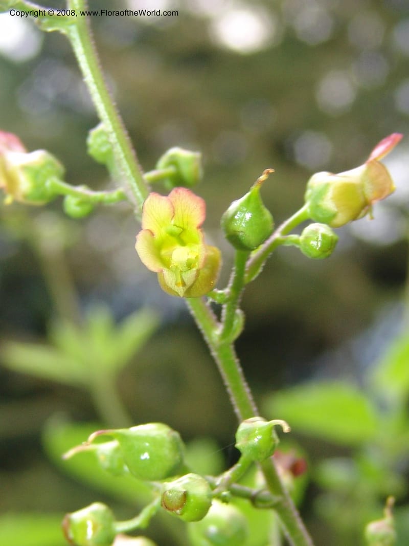 Scrophularia lanceolata, CDavidson11115--ID. Adams Co. For. Serv. Rd. 453, to Goose Lk. 20 Jul 07. 161.jpg