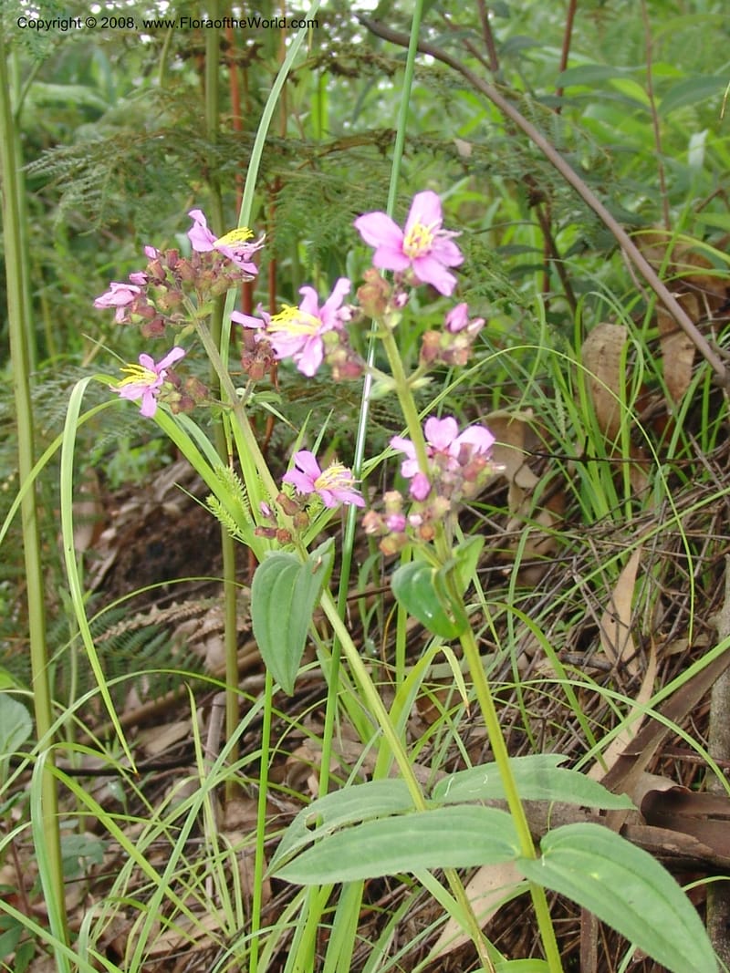 Dissotis, RGereau6877--Tanz. Nawenge For. Res., ca. Mahenge. 20 Feb 06. 007.jpg