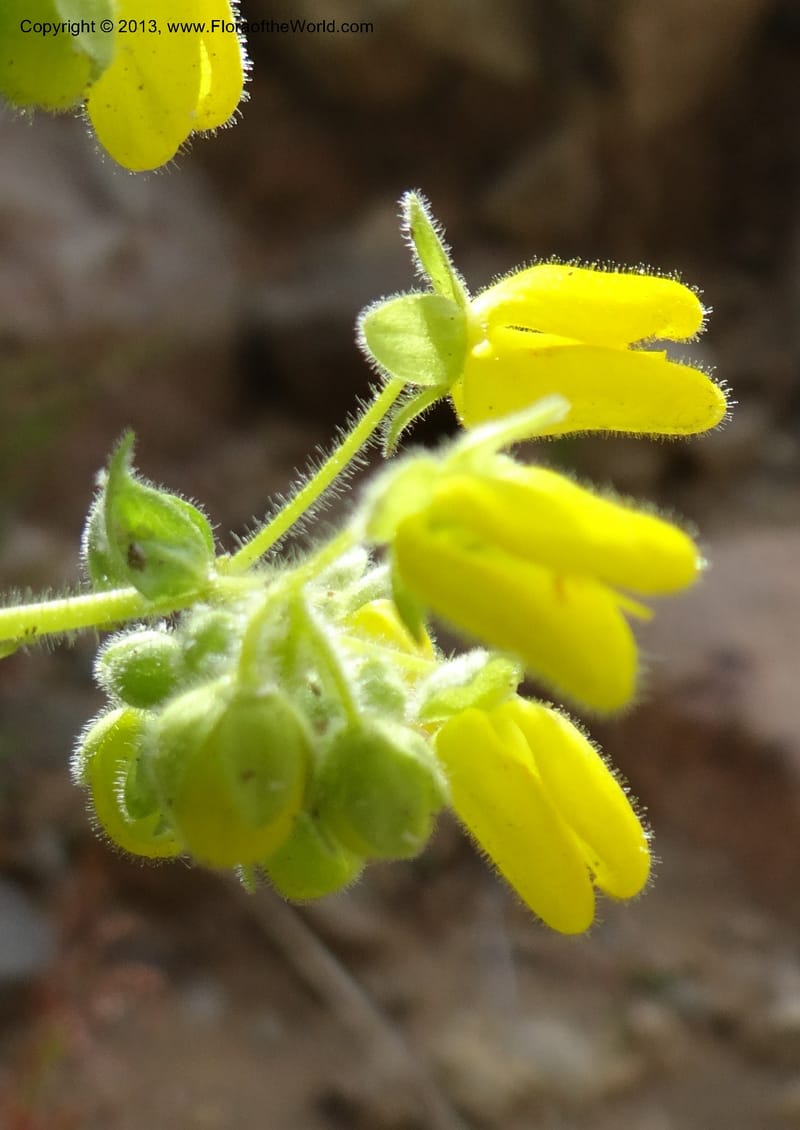 Calceolaria, WDS 34221--Chile. Cta 115. 11.5 km W of La Laguna. 22 Feb 2013. DSC02736 (38).JPG