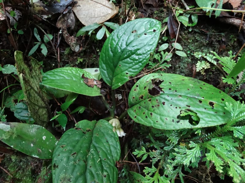 Pentaphragma cyrtandriforme, Davidson, C 12738--Sabah. Mt. Kinabalu. Bundu Tuhan Trail. 11 Oct 2014. DSC04153 (95).JPG