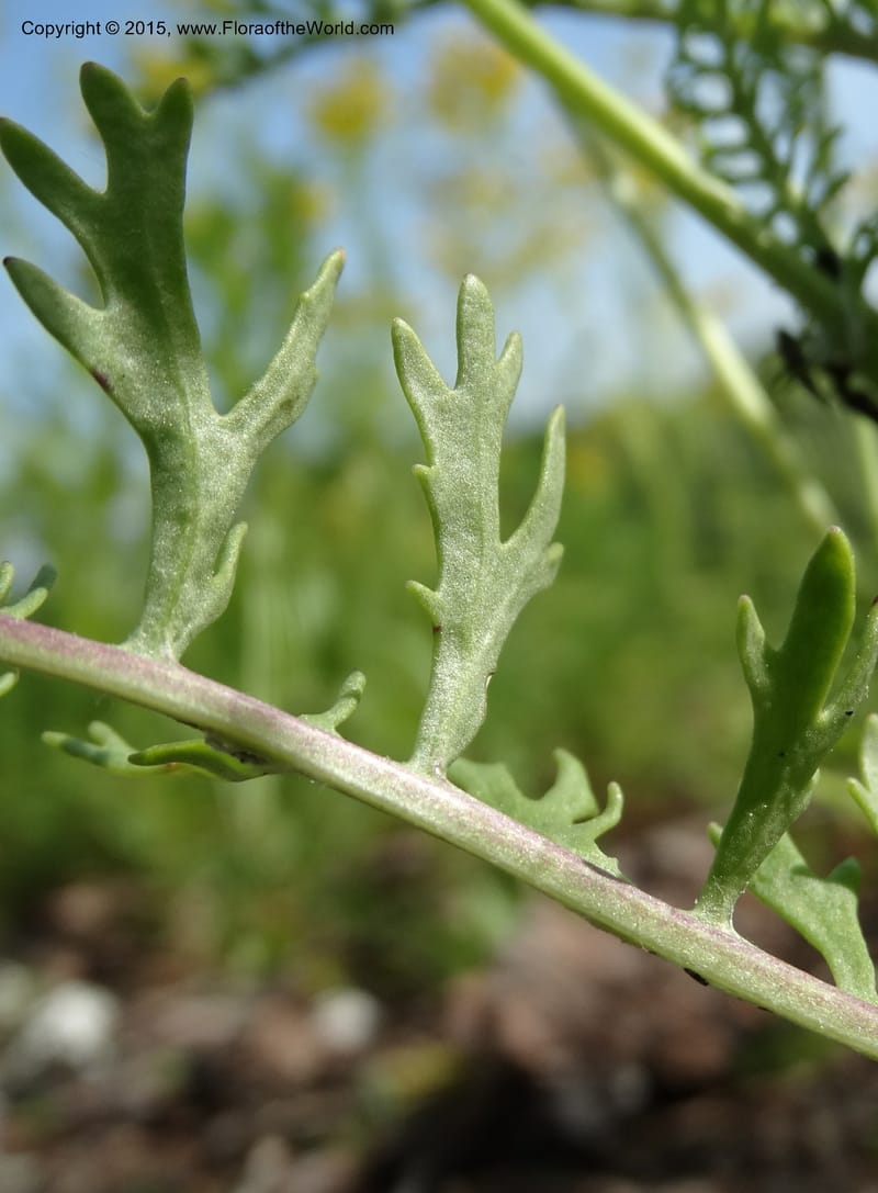 Packera millefolium, Davidson, C 13000--North Carolina. Macon Co. Slick Rock. 14 May 2015. DSC05505 (49).JPG