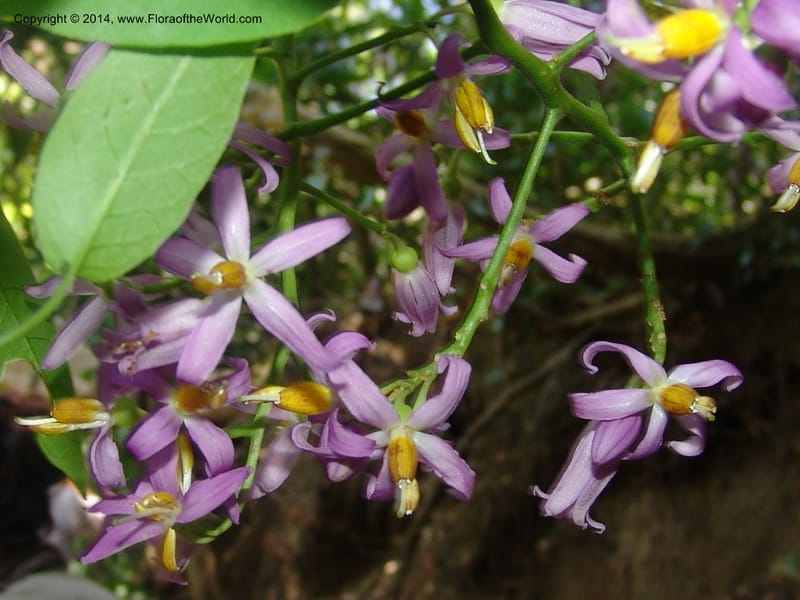 Solanum, Farfan 773--Peru. Edo. Madre de Dios. Quebrada Loboyoc. 21 Oct 05. 256.jpg