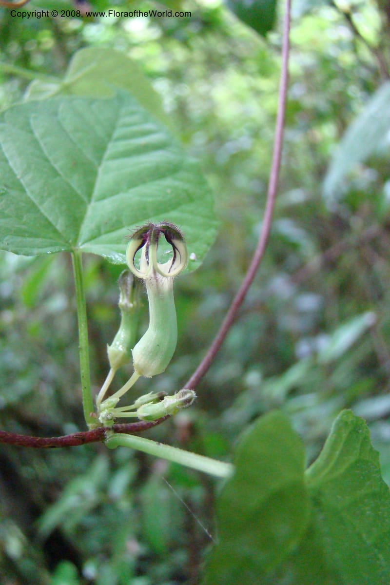 Ceropegia, WKindeketa2973--Tanz. Rungwe Distr. Rungwe For. Res. 24 Jan 08. 082.jpg