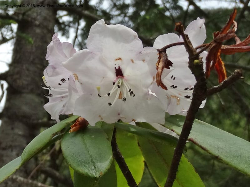 Rhododendron, Boufford, D 43643--China. Sichuan. XiaYingShan to XiangZhai. 10 May 2014. DSC05109 (168).JPG