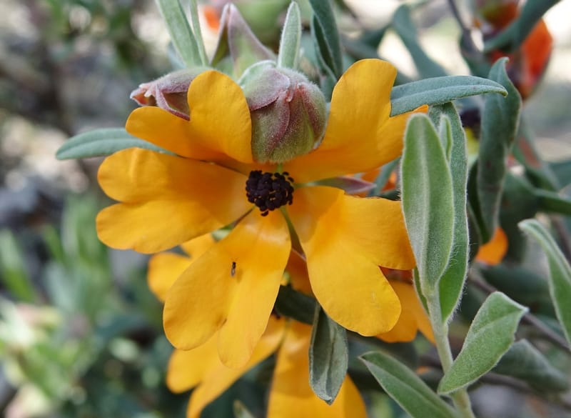 Hibbertia miniata, Davidson, C 13376--Australia. W.A. Flora Rd. 22 Oct 2016. DSC03739 (6).JPG