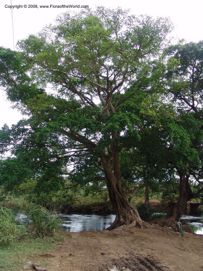 Ficus sycomorus--Tanzania. Hwy B1. Kifaru. 28 Jun 04. 131.jpg