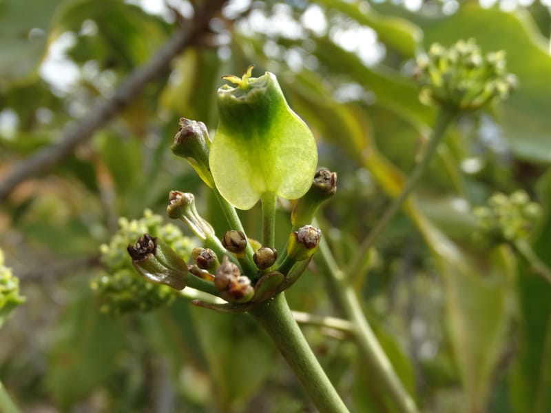 Myodocarpus involucratus, Lowry, P 7375--New Caledonia. Mont Dzumac. 12 Nov 2015. DSC01563 (534).JPG