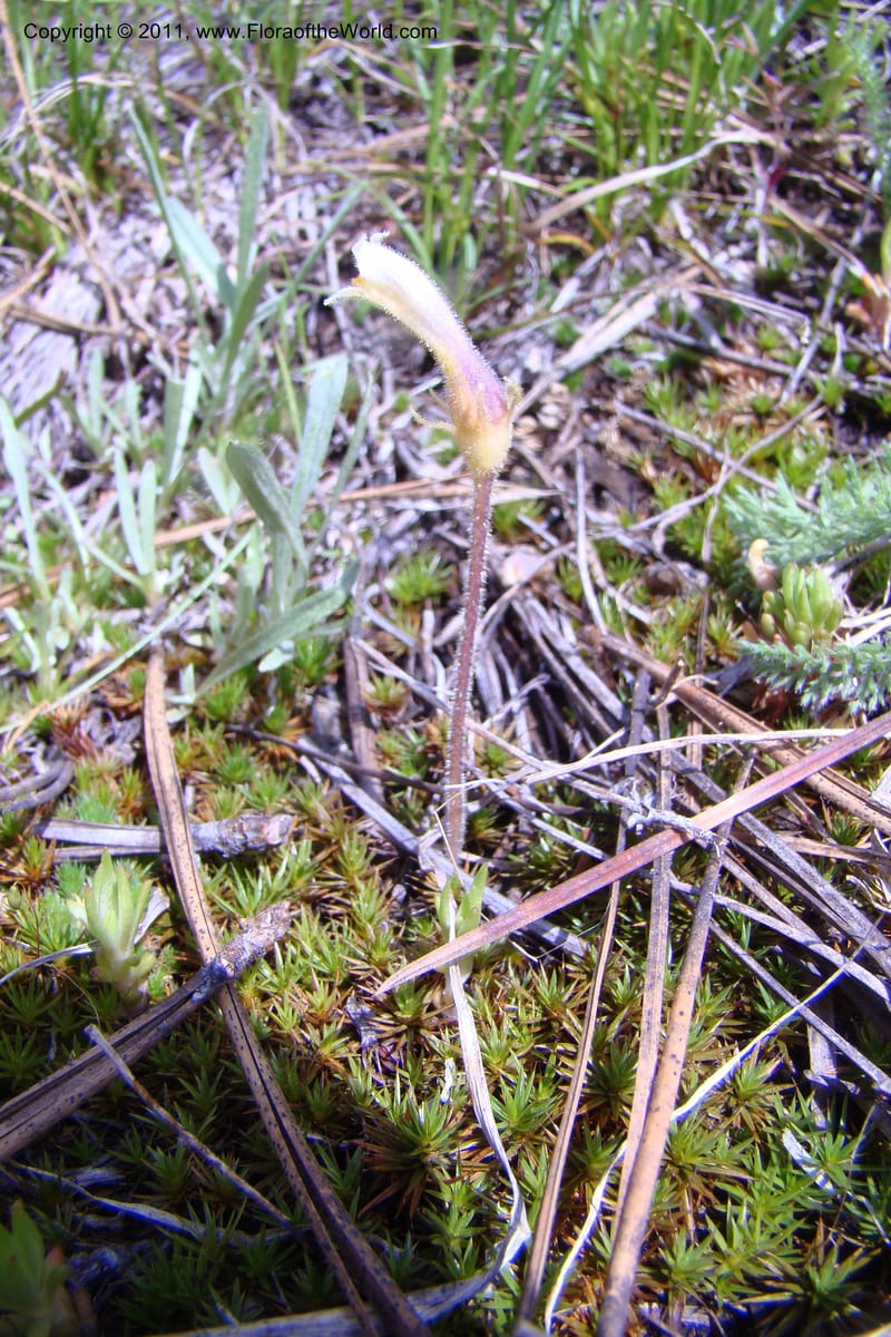 Orobanche uniflora, C. Davidson 11440--Idaho. Valley Co. Payette Lake. Sylvan Beach. 7 June 2009. 083.jpg