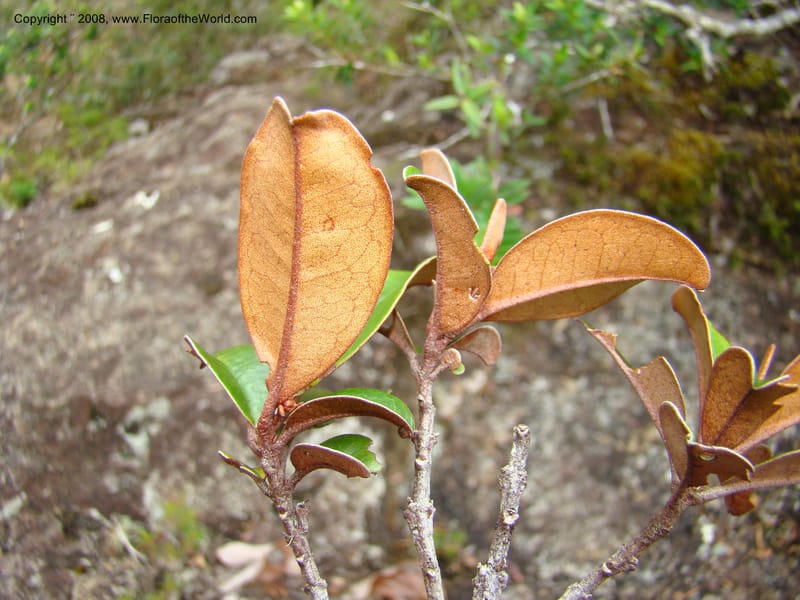 Myrtopsis, JMunzinger x--New Caledonia. Plateau de Dogny. 19 Nov 07. 355.jpg