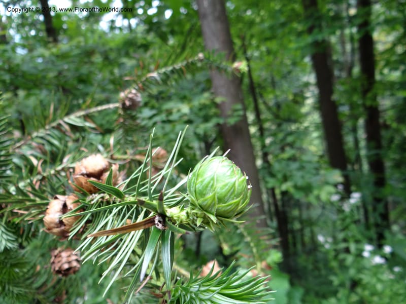 Cunninghamia lanceolata, Davidson, C 11976--China. Zhejiang Prov. Tian Mu Shan. 1 Jun 2012. DSC01264 (141).JPG