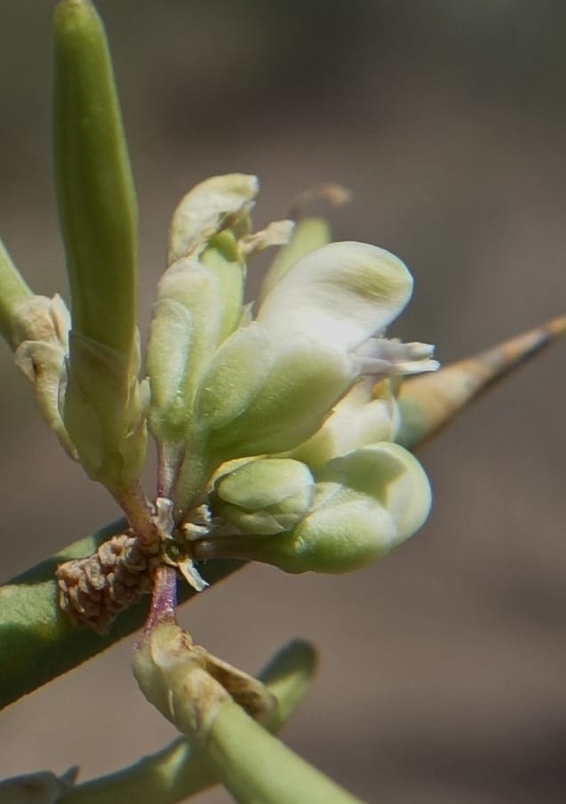 Bredemeyera colletioides, Fortunato 13068--Argentina. Hwy 60, rocky river channel. 3 Feb 2018. DSC08172 (82).JPG
