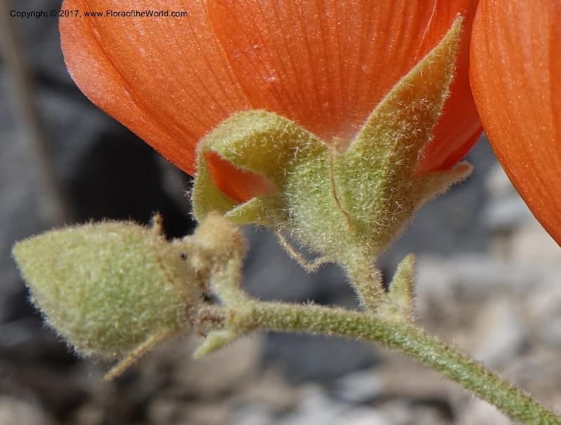 Sphaeralcea ambigua var. rugosa, Davidson, C 13113--California. Inyo Co. N. Death Valley Rd. Stop 1. 18 Apr 2016.  (31).JPG