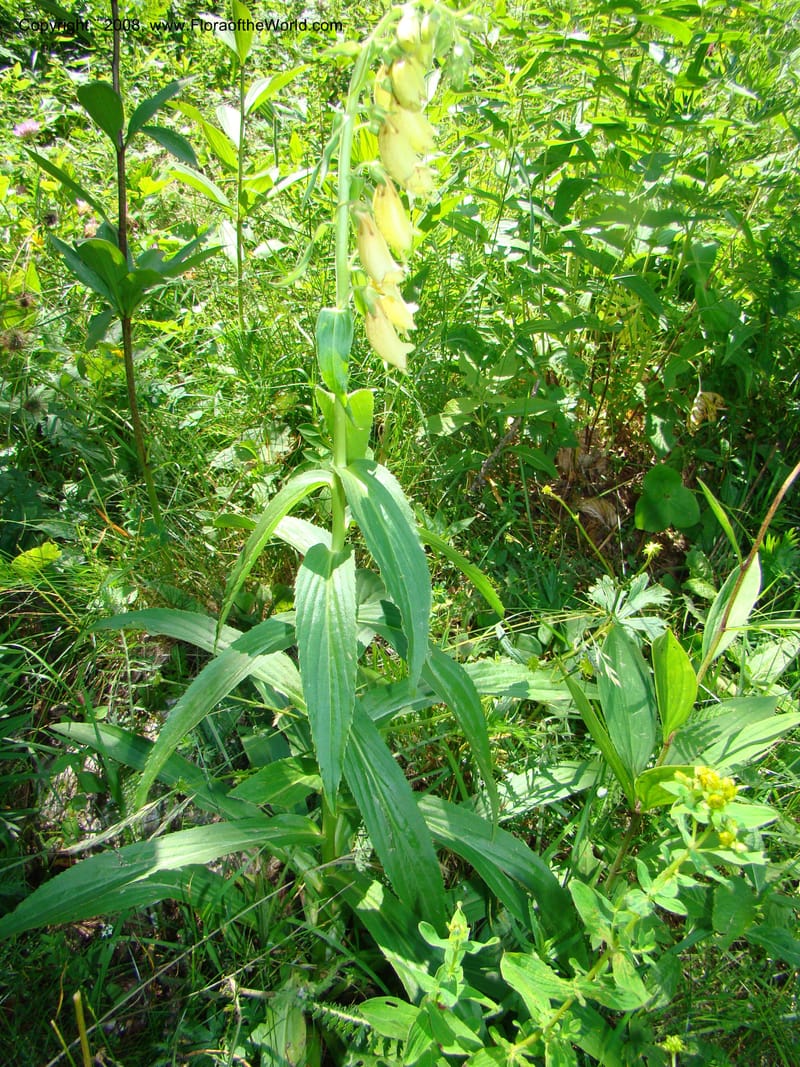 Digitalis grandiflora, CDavidson11255--Slovenia. Gorenska Reg. Velika Planina. 6 Jul 08. 150.jpg