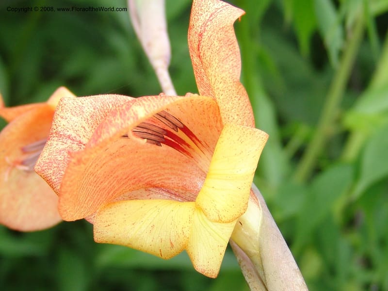 Gladiolus dalenii, R.Gereua6836--Tanz. Mzelezi For. Res.  Mahenge-Sali. 15 Feb 06. 027.jpg